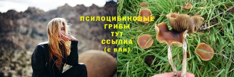 Галлюциногенные грибы Cubensis  Иланский 